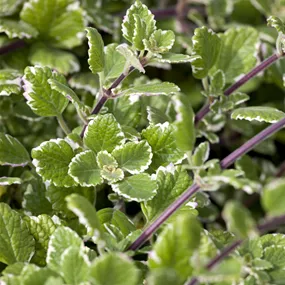 Plectranthus coleoides