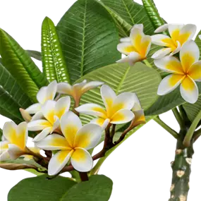 Plumeria Hawaiian