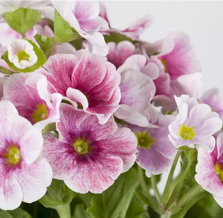 Becher-Primel 'Touch Me'®