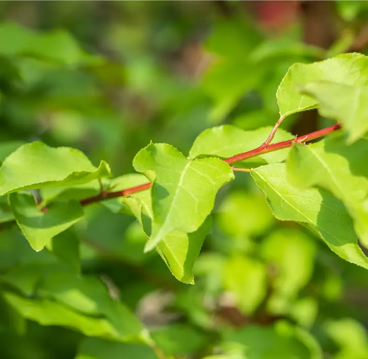Aprikose 'Ananas Marille'
