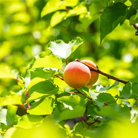 Prunus armeniaca Goldrich