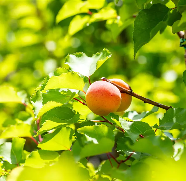 Aprikose 'Goldrich'®