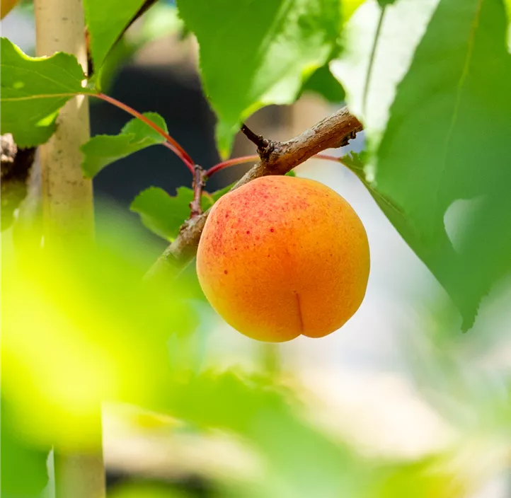 Zwerg-Marille 'Orange Beauty'