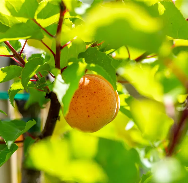 Aprikose 'Orangered'®