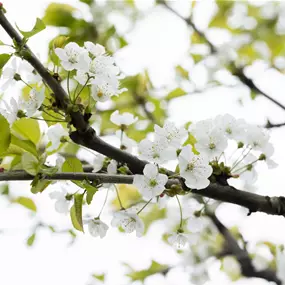 Prunus avium Kassins Frühe