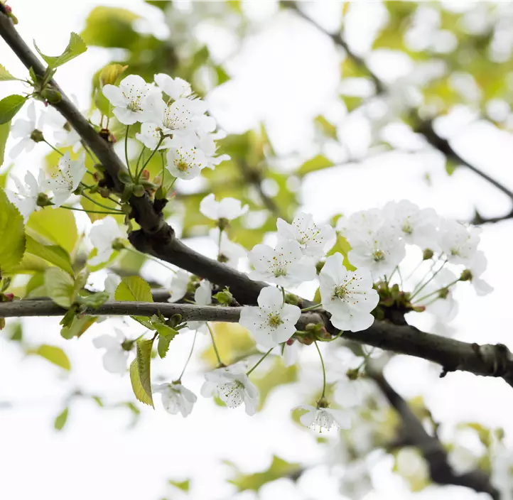 Süßkirsche 'Kassins Frühe'