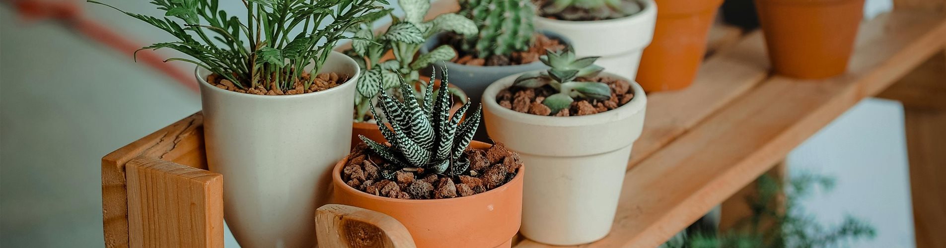 pexels-min-an-793012-0-215-3692-2076