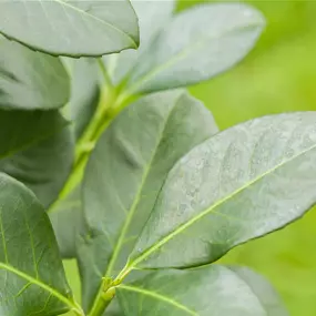 Prunus laurocerasus Caucasica