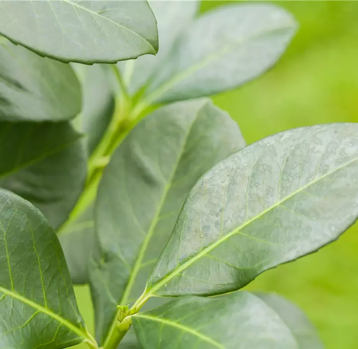 Kaukasischer Kirschlorbeer 'Caucasica'