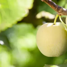 Prunus domestica Ontario