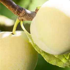Prunus domestica Quillins Ringlotte