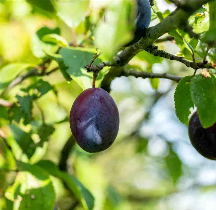 Säulenpflaume 'Top Col'®