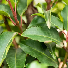 Prunus lusitanica Angustifolia