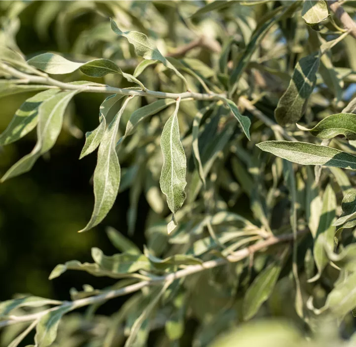Hängende Wildbirne 'Pendula'