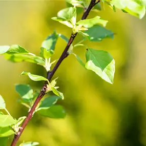 Prunus eminens 'Umbraculifera'