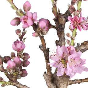 Prunus persica Pink Peachy Zwerg