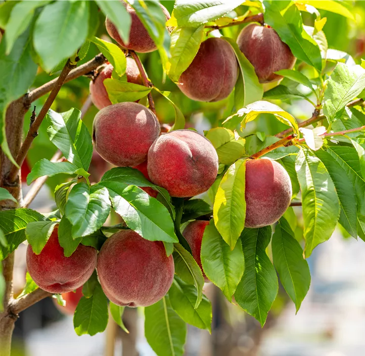 Zierpfirsich 'Red Peachy'
