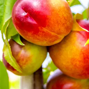 Prunus persica Stark Red Gold