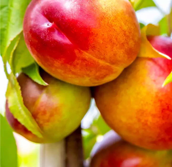 Nektarine 'Stark Redgold'