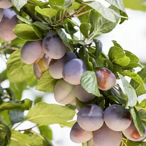 Prunus Pluot Dapple Dandy