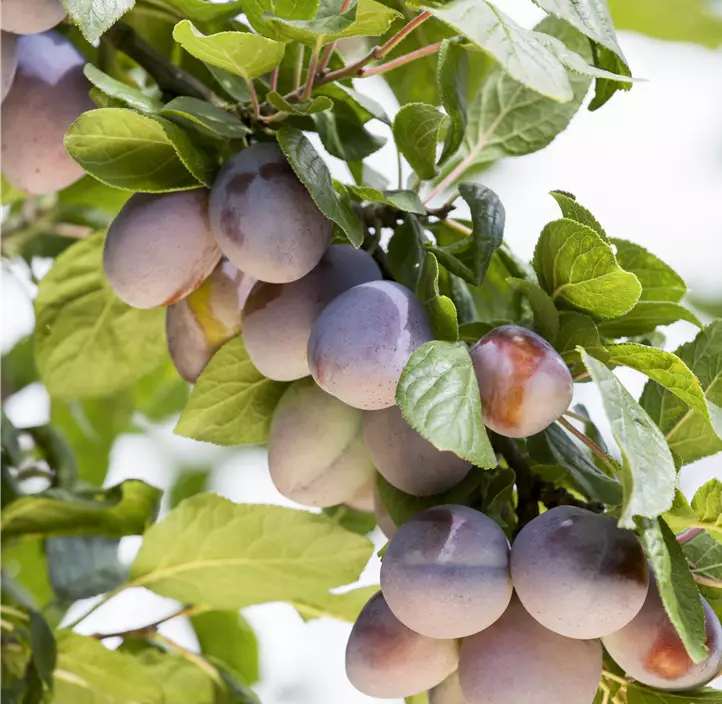 Pflaume 'Pluot Dapple Dandy'®