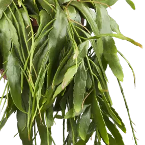 Pseudorhipsalis ramulosa