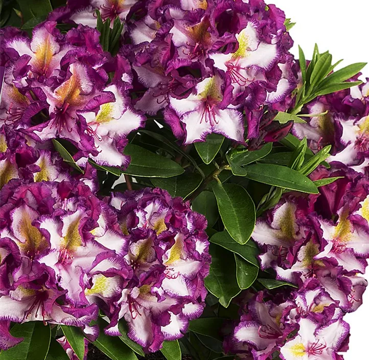 Rhododendron 'HAPPYdendron'®