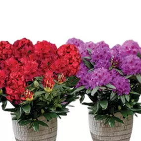Rhododendron Powerplant Sortiment