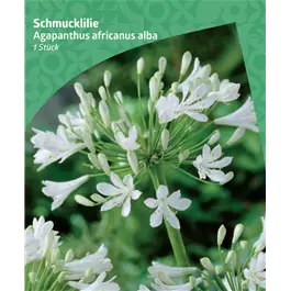 Agapanthus africanus 'Alba'