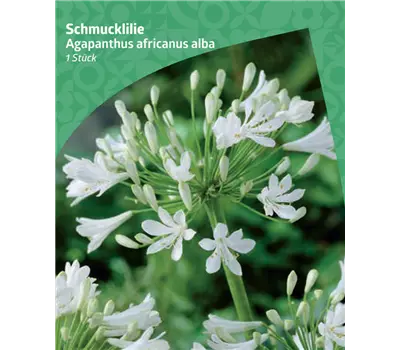 Agapanthus africanus 'Alba'