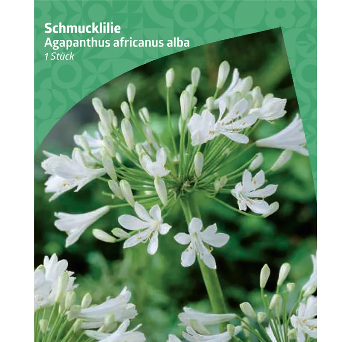 Schmucklilie 'Alba'