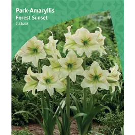 Amaryllis 'Forest Sunset'