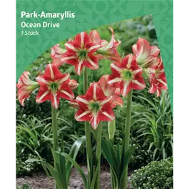 Amaryllis 'Ocean Drive'