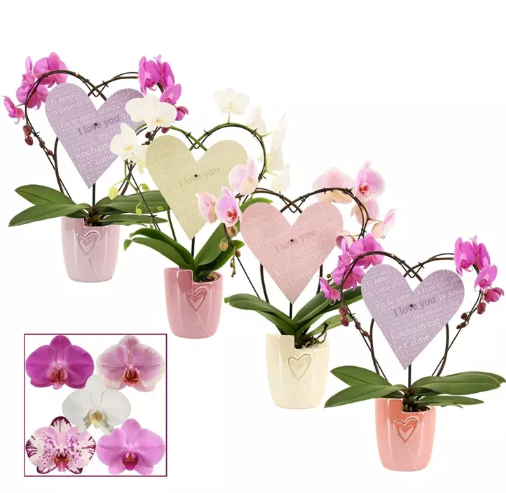 Arrangement 'Phalaenopsis Heart'