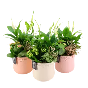 Arrangement 'Romantic Valentin II'