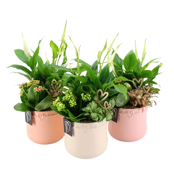 Arrangement 'Romantic Valentin II'