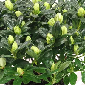 Azalee Hortinno Belli