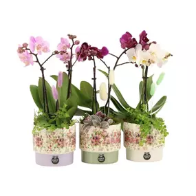 Arrangement 'Consideration II'