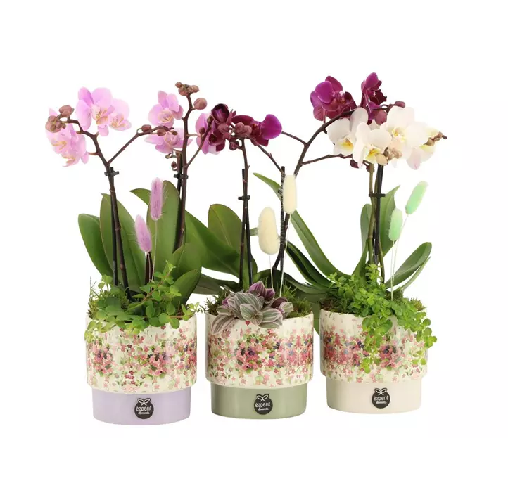 Geschenk zum Valentinstag