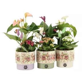 Arrangement 'Consideration III'