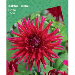 Dahlia cactus 'Orfeo'