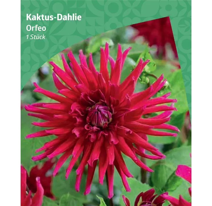 Kaktus-Dahlie 'Orfeo'
