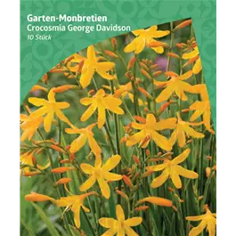 Crocosmia George davidson