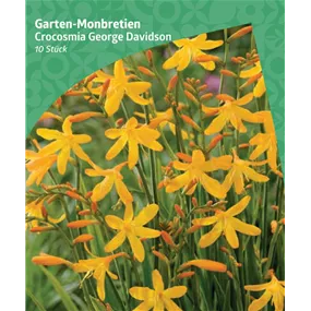 Crocosmia George davidson