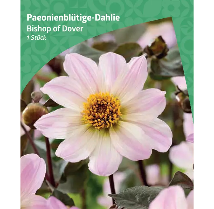 Paeonienblütige-Dahlie 'Bishop of Dover'