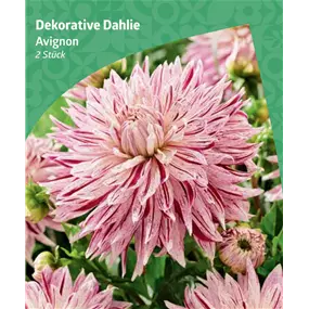 Dahlia decorative 'Avignon'