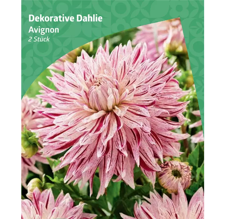 Dekorative Dahlie 'Avignon'