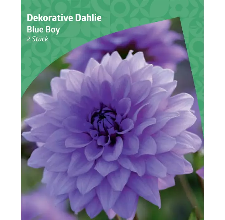 Dekorative-Dahlie 'Blue Boy' 