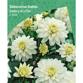 Dahlia decorative 'Gallery Art Fair'