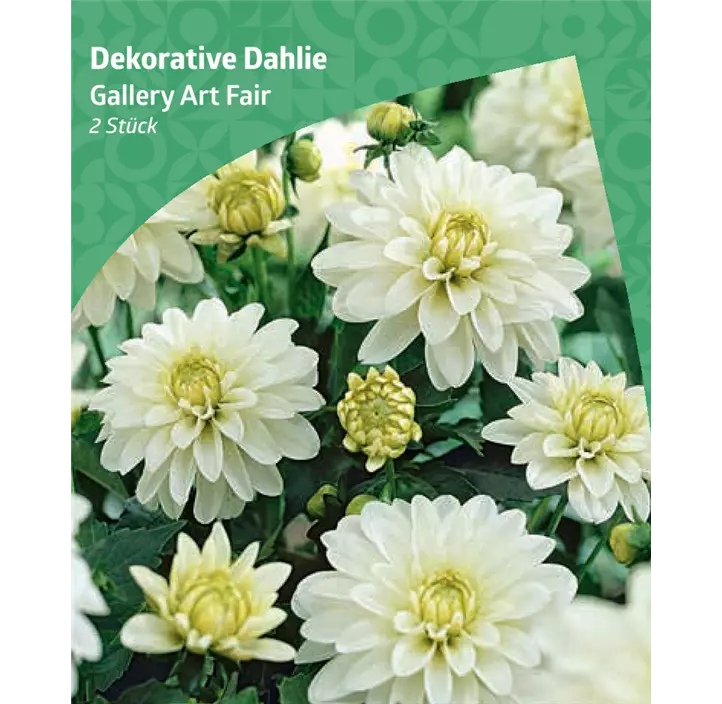 Dekorative-Dahlie 'Gallery Art Fair'